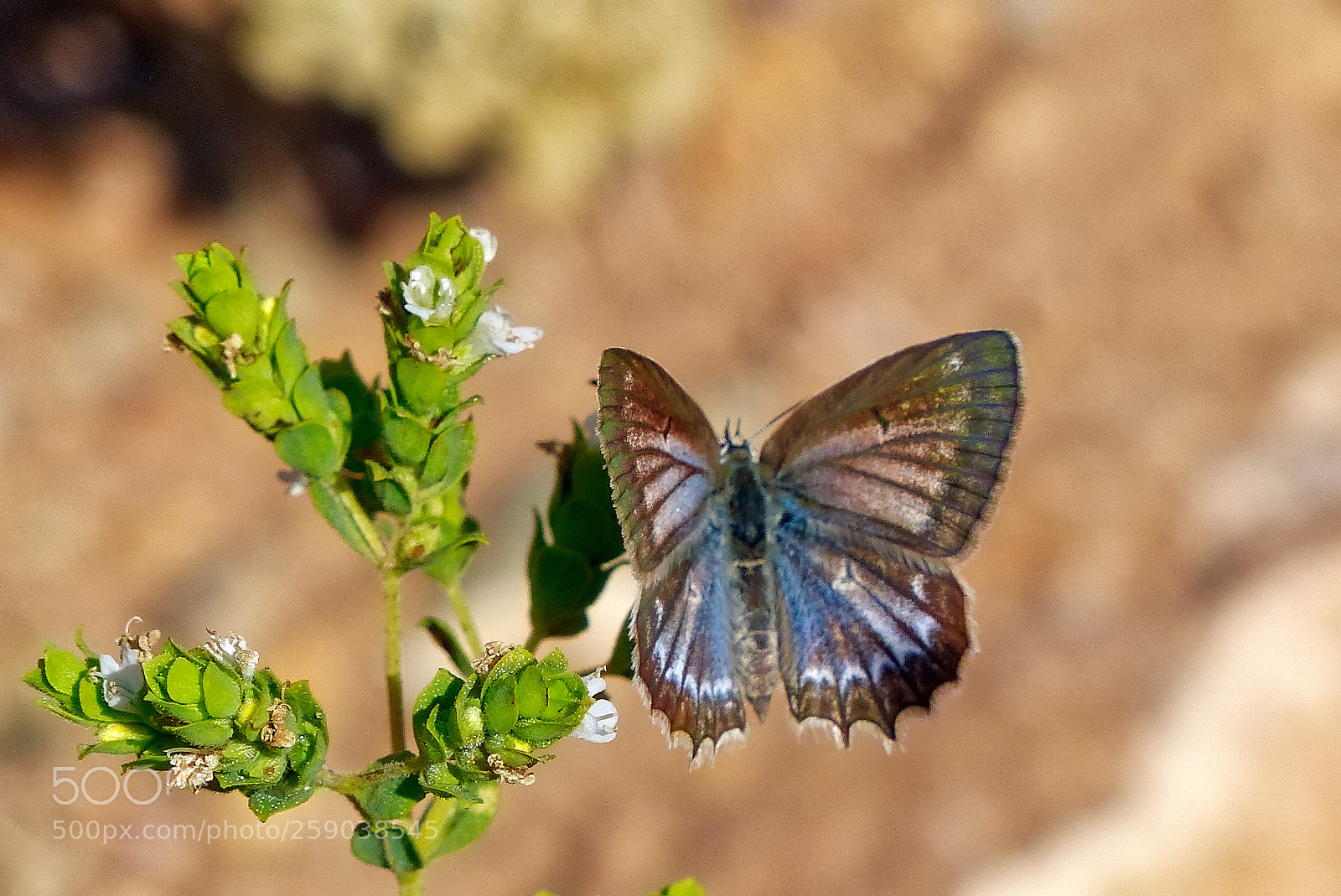 Panasonic Lumix DMC-FZ200 sample photo. Butterly photography