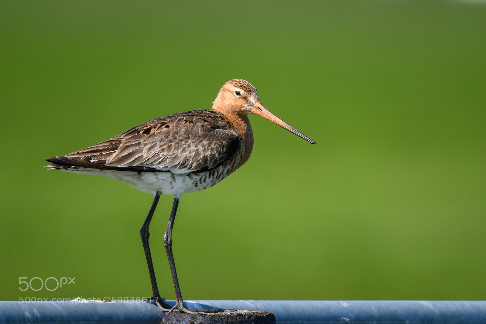 Nikon D7500 sample photo. Black-tailed godwit photography