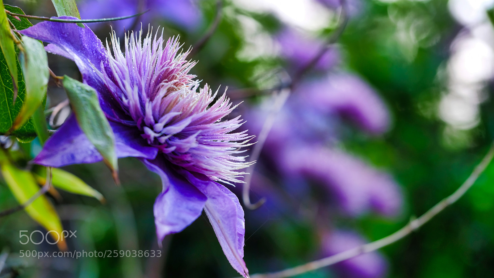 Fujifilm X-T2 sample photo. Clematis photography