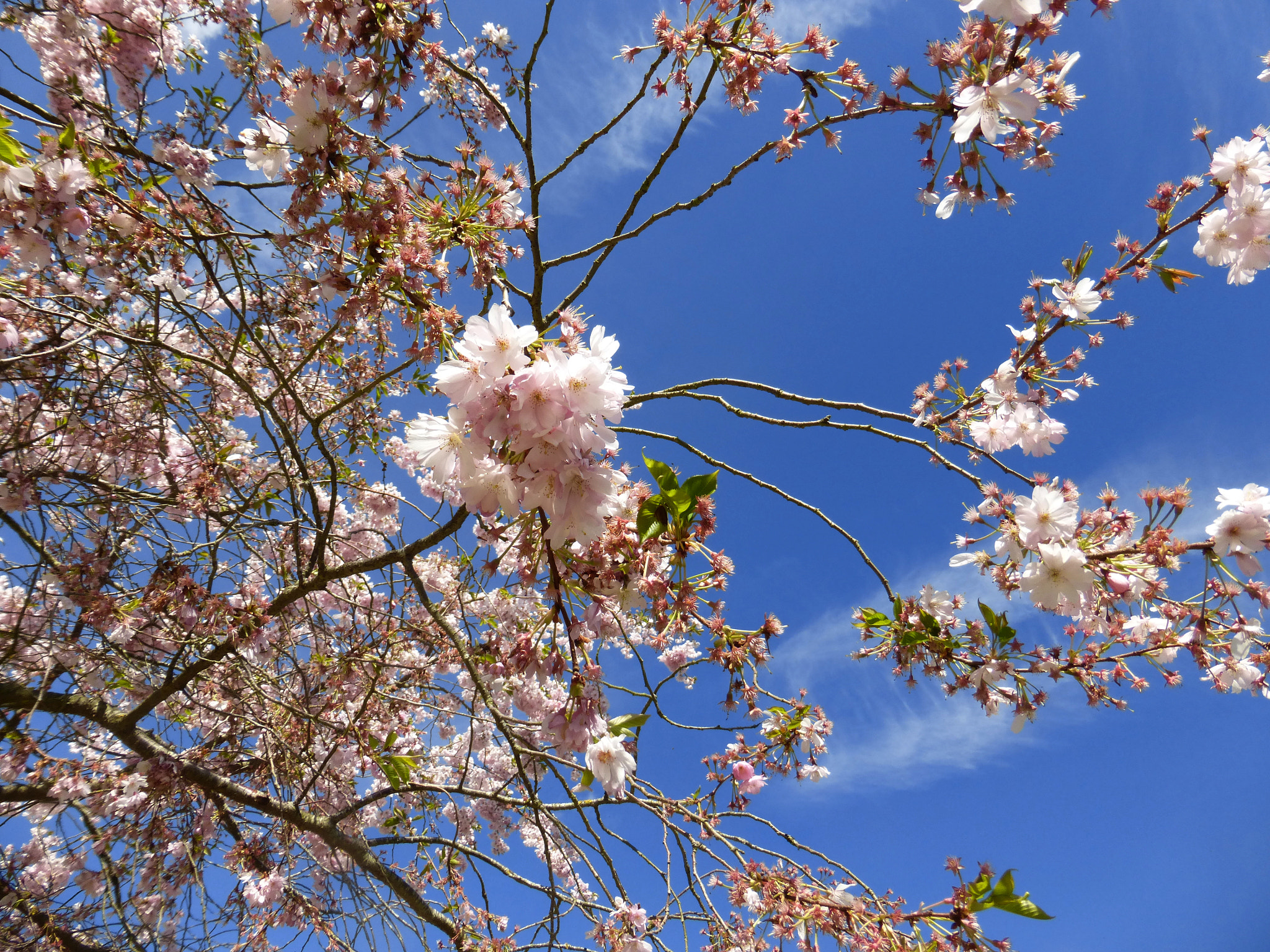 Panasonic DMC-TZ36 sample photo. Giverny blossom photography