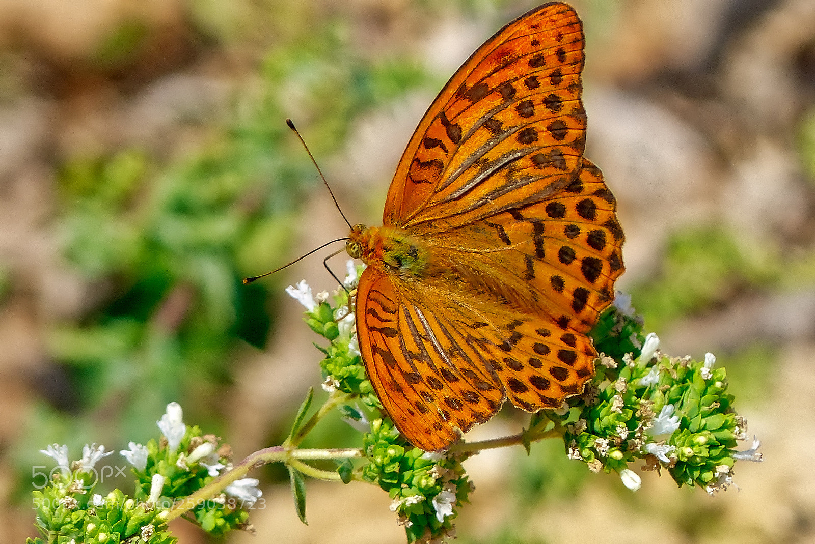 Panasonic Lumix DMC-FZ200 sample photo. Butterly photography