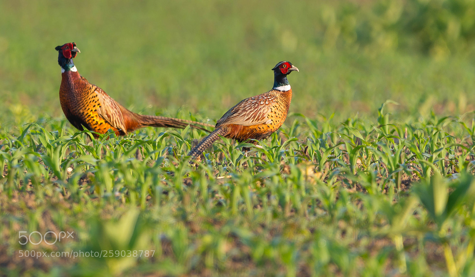 Nikon D7100 sample photo. Phasianus colchicus photography