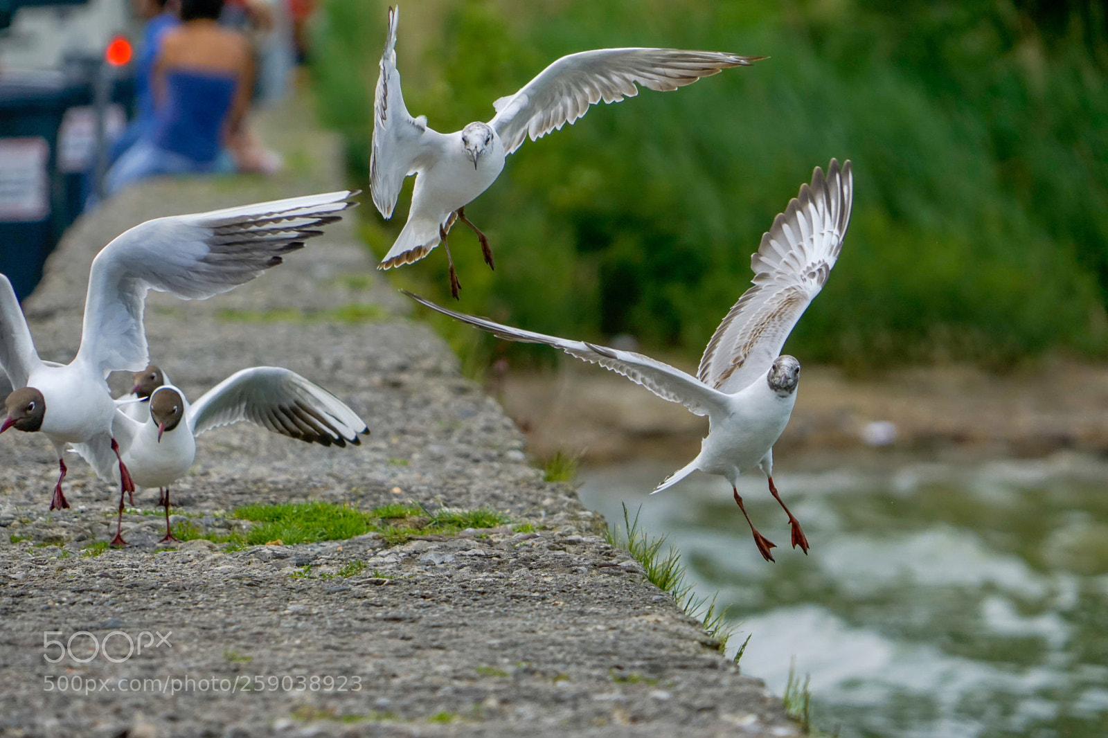 Sony a6000 sample photo. Birds photography