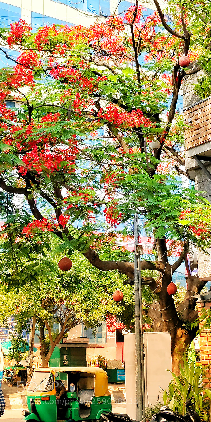 OnePlus 5T sample photo. Tree ? photography