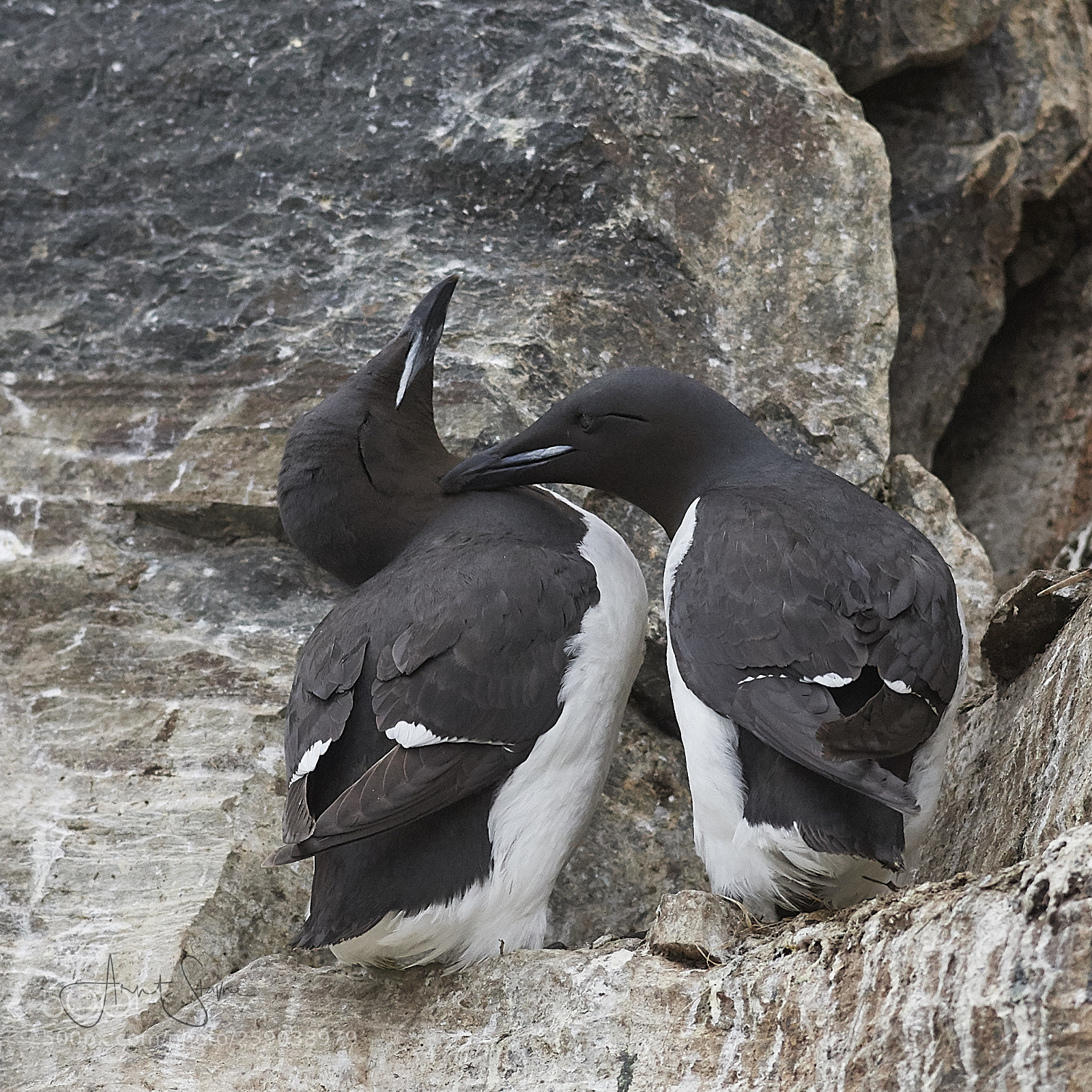 Nikon D500 sample photo. Love on bird island photography
