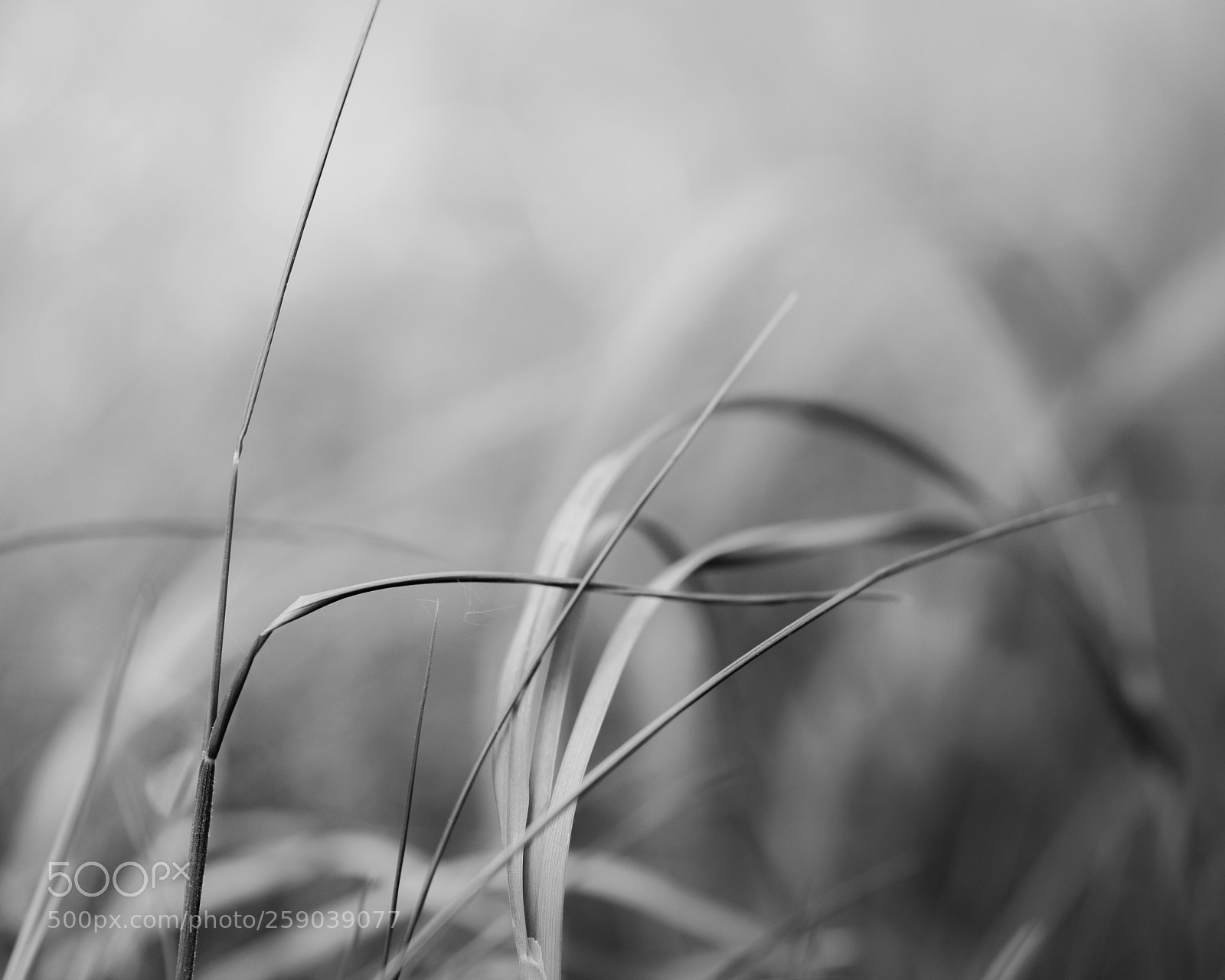 Nikon D850 sample photo. Straw photography
