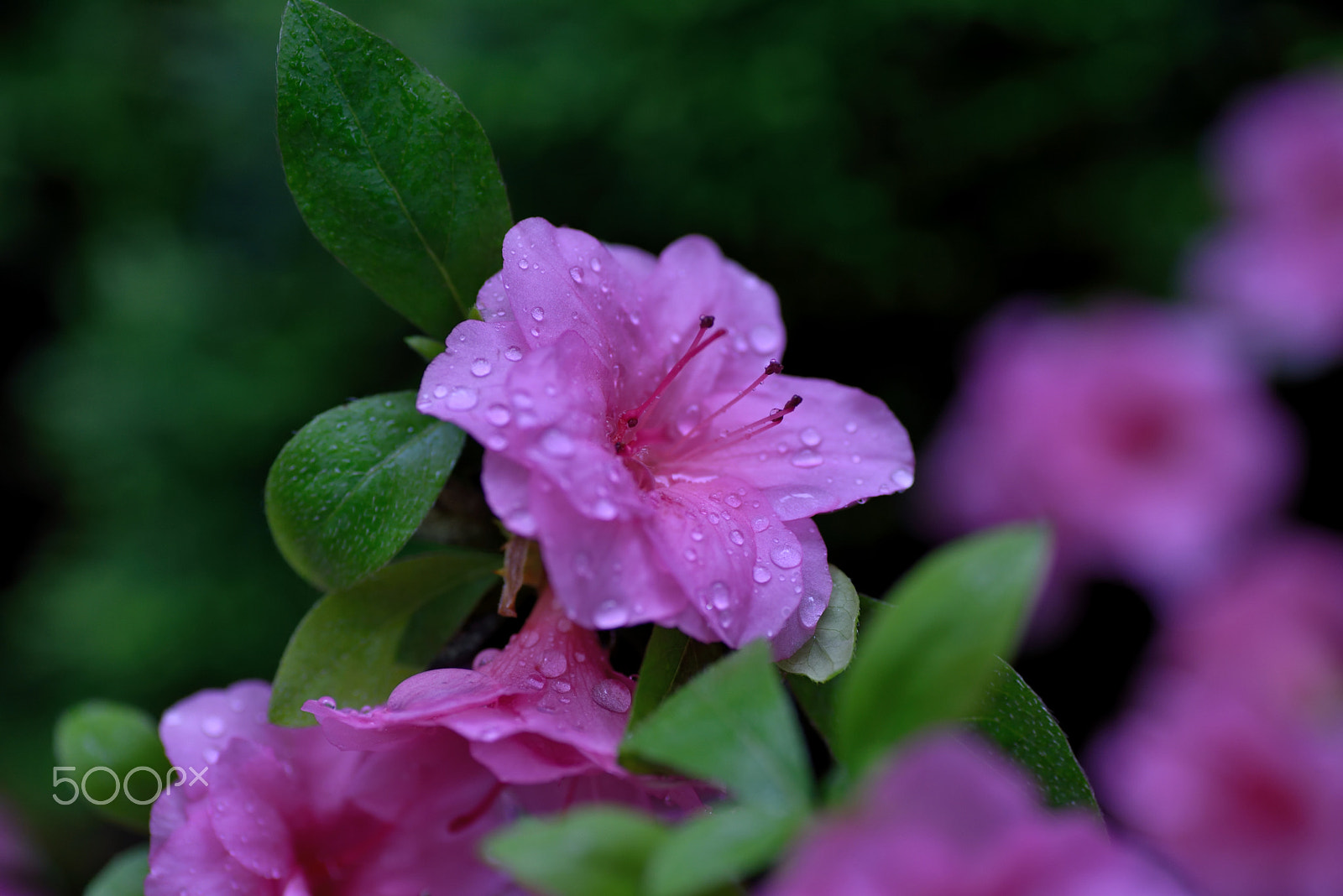 Nikon D750 sample photo. Rhododendron simsii in rain photography