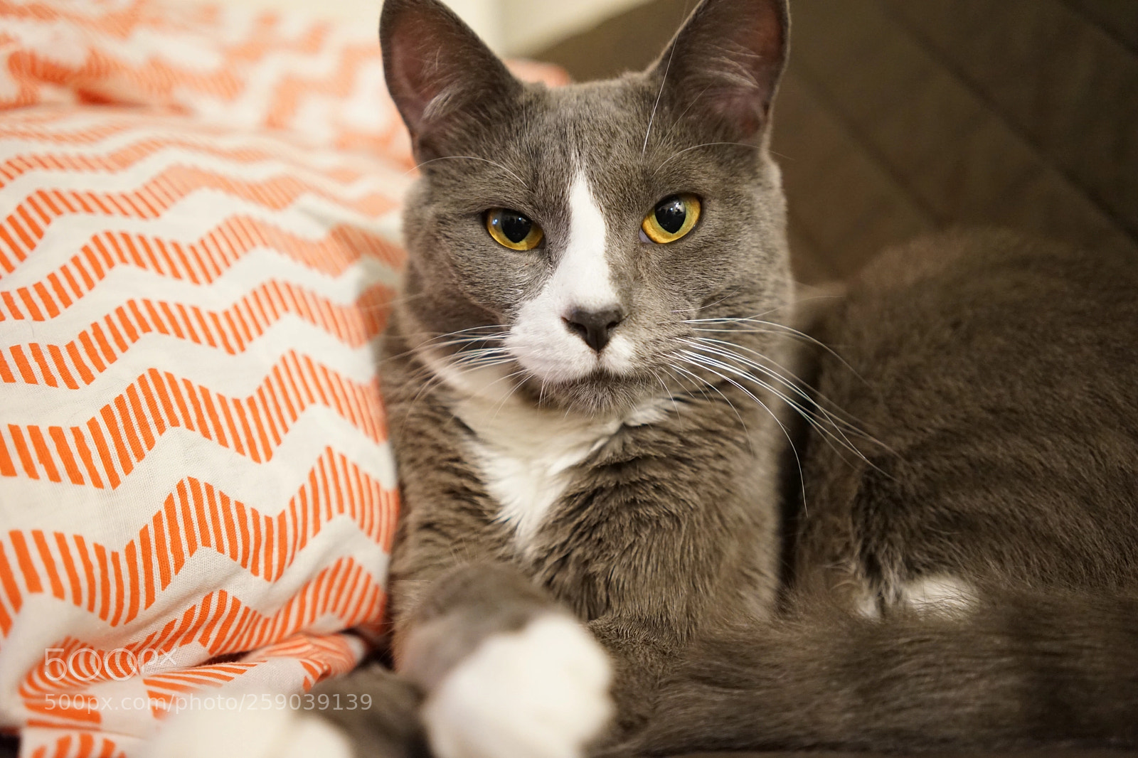 Sony a7 II sample photo. My cat photography