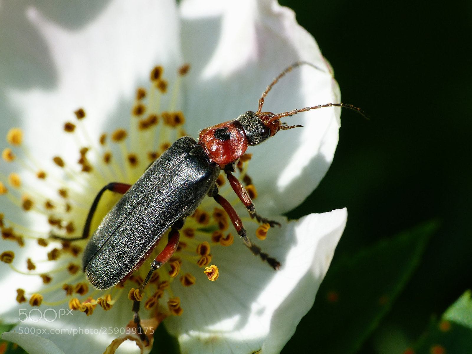 Panasonic Lumix DMC-FZ200 sample photo. Garden photos 6 - beetle photography