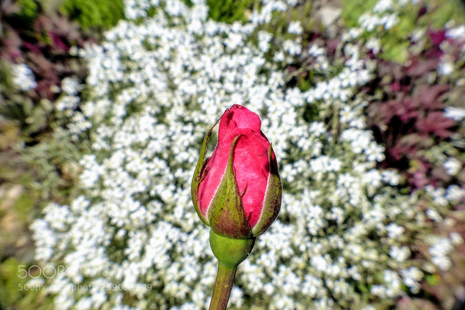 Panasonic Lumix DMC-FZ200 sample photo. P photography