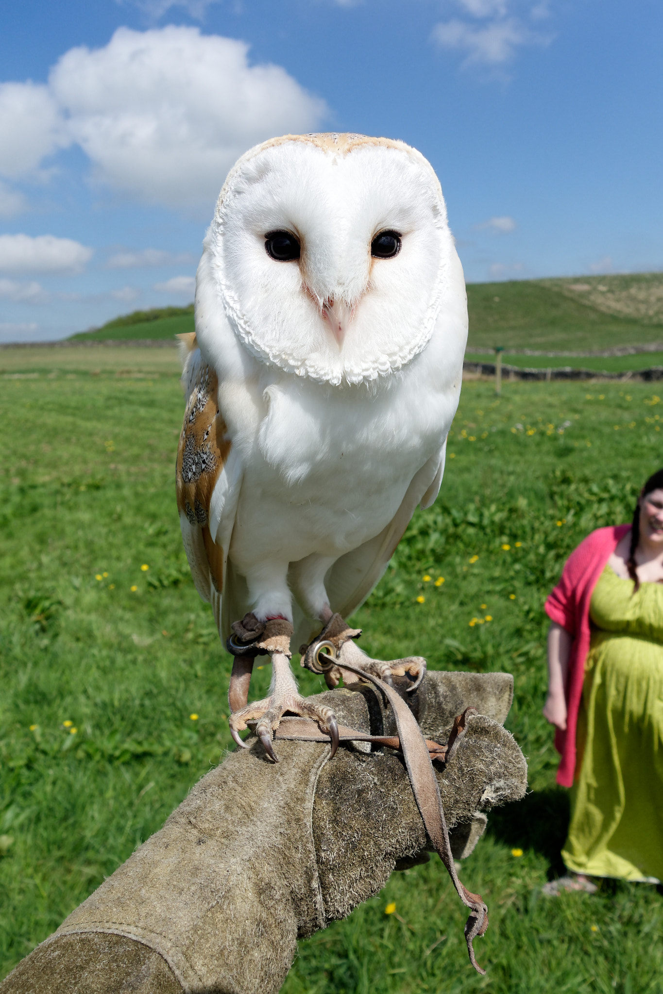 Sony Cyber-shot DSC-RX100 + Minolta AF 28-85mm F3.5-4.5 New sample photo. Barn owl @ coniston hotel photography