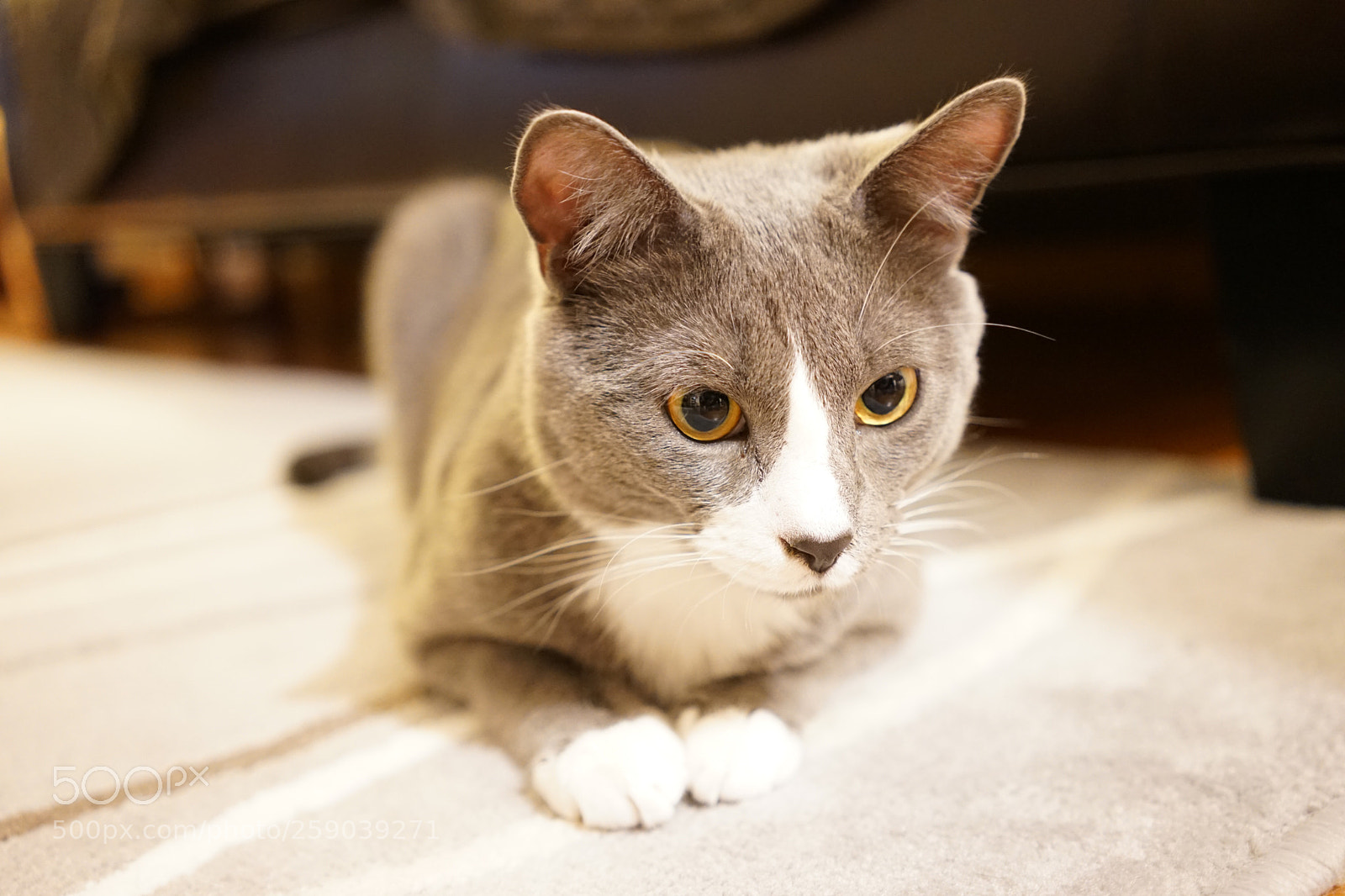 Sony a7 II sample photo. Cutie
 photography