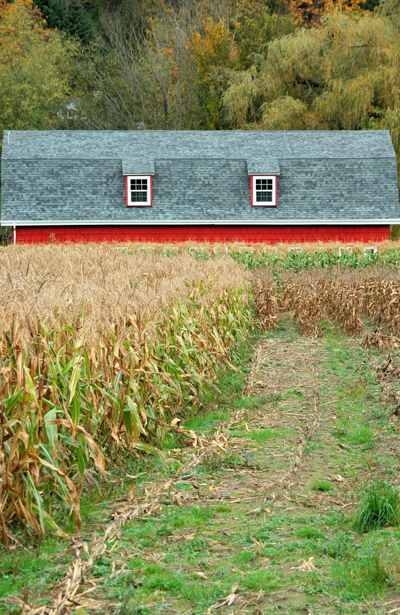 Tamron AF 28-300mm F3.5-6.3 XR Di LD Aspherical (IF) Macro sample photo. Farmland house. photography