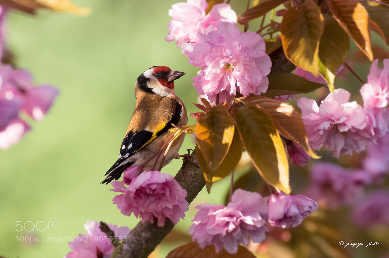 Pentax K-3 II sample photo. Goldfinch photography