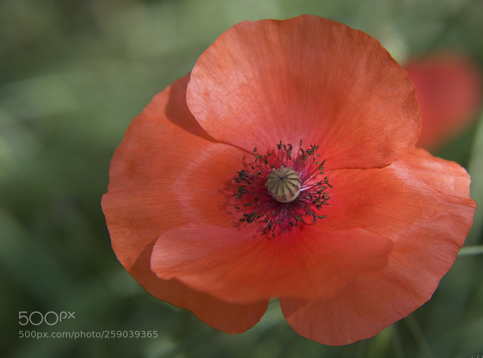 Nikon D3100 sample photo. Ouvre moi tes bras...* photography