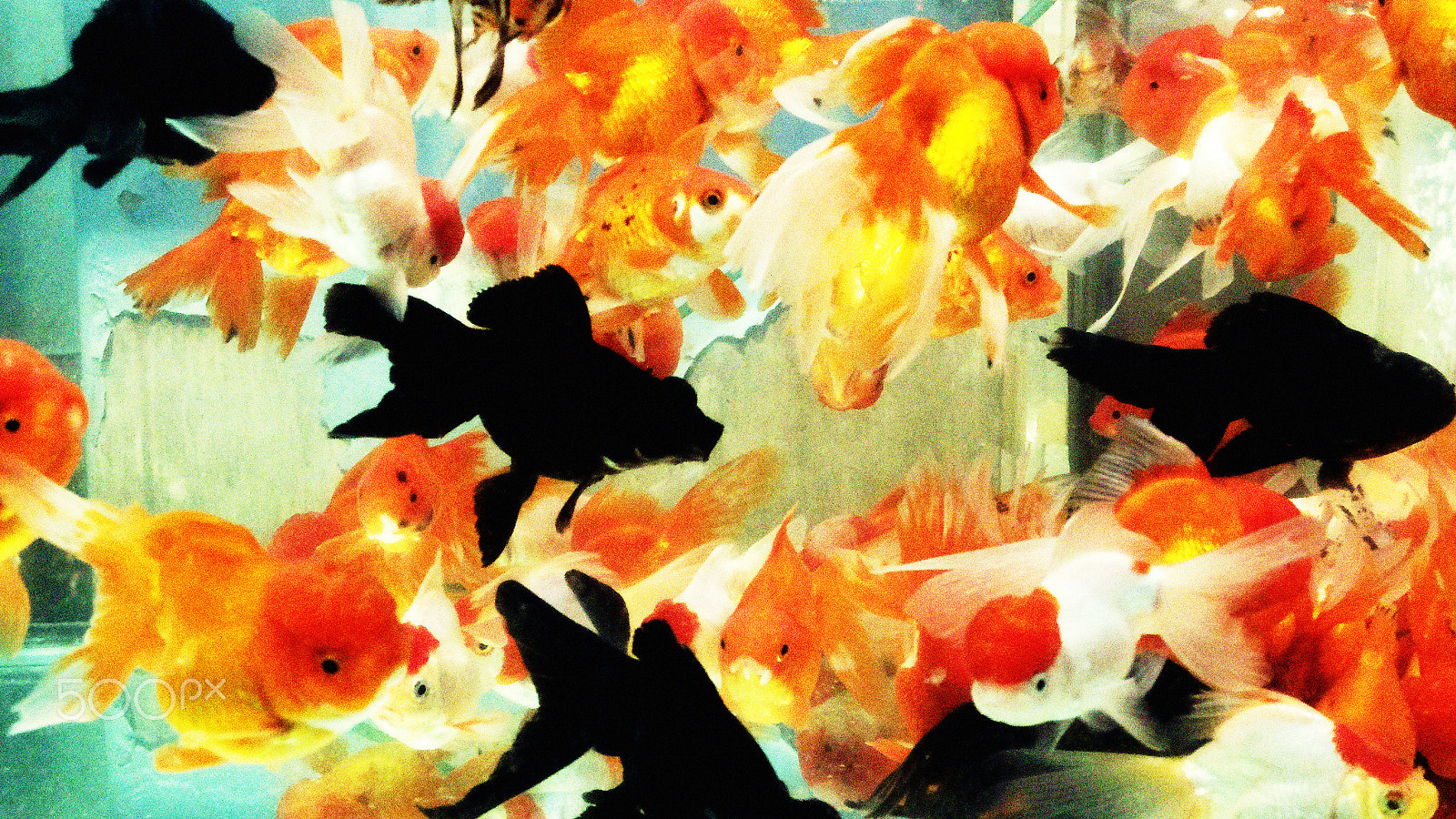 Fujifilm X20 sample photo. The gold fish photography