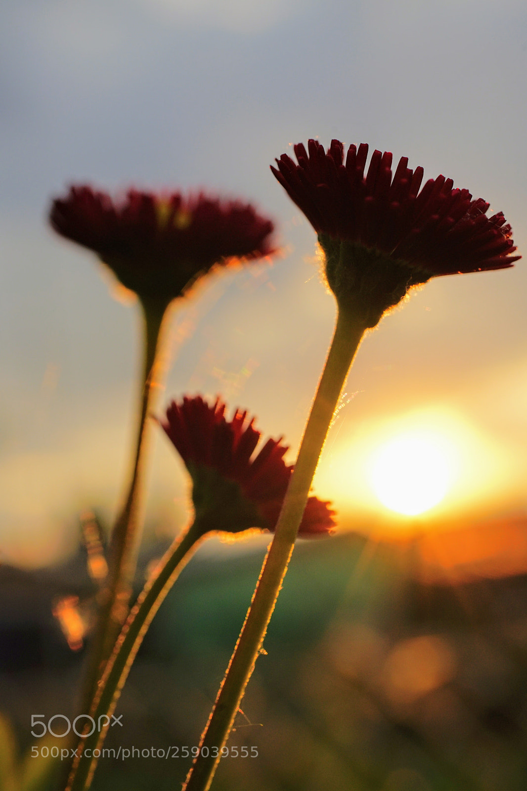 Sony a7 II sample photo. Untitled photography