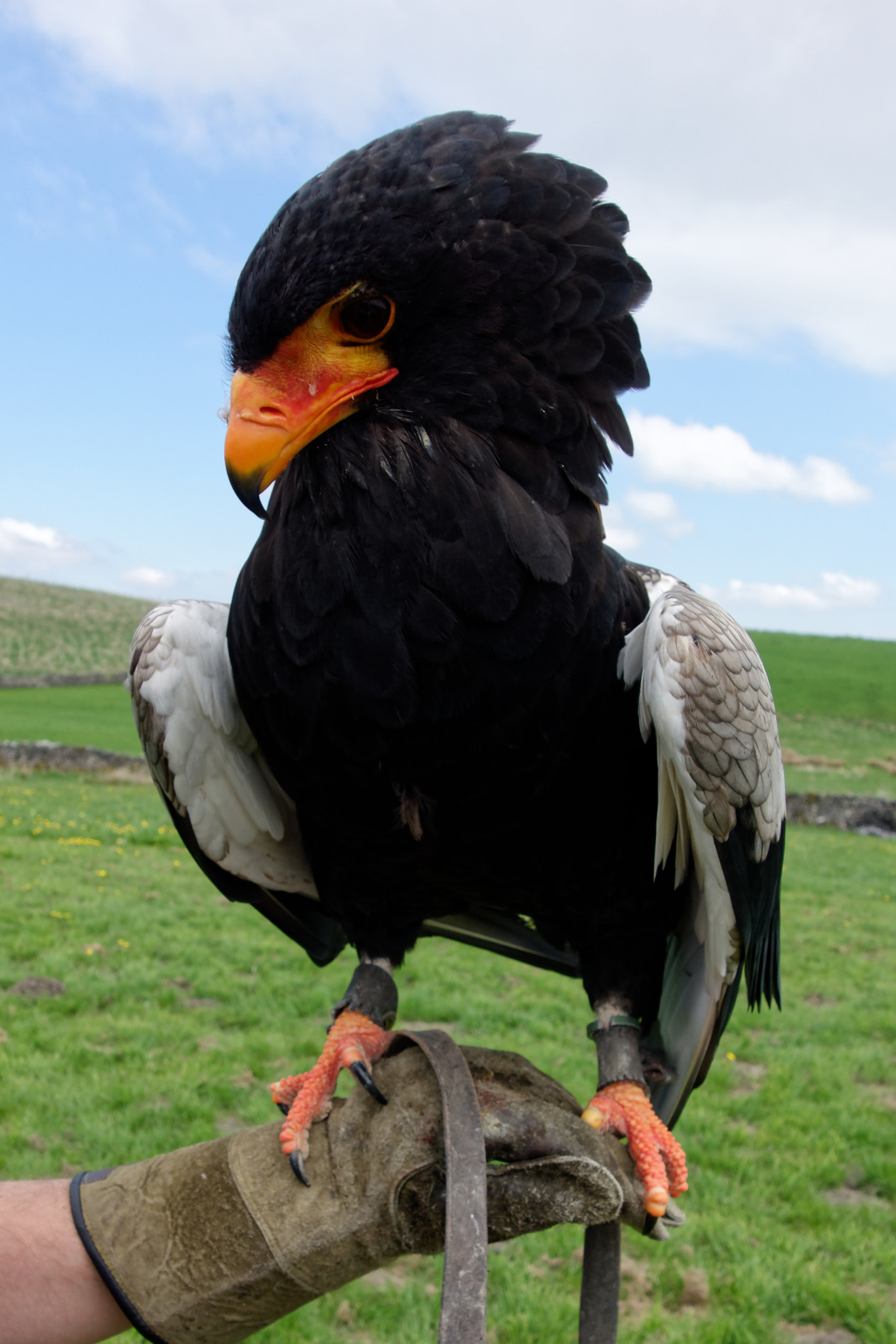 Sony Cyber-shot DSC-RX100 + Minolta AF 28-85mm F3.5-4.5 New sample photo. Bateleur eagle @ coniston hotel photography