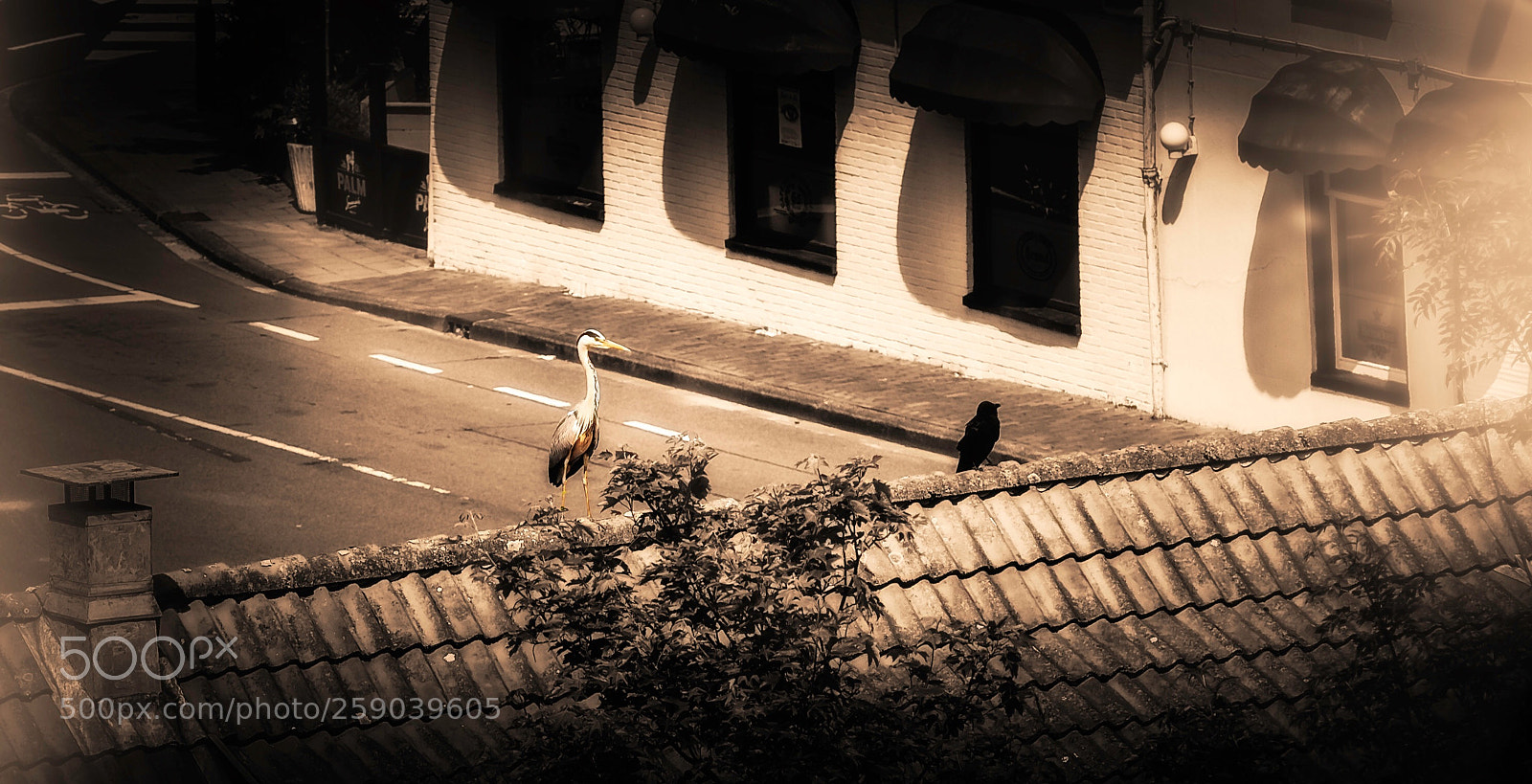 Nikon D750 sample photo. Watching you.... photography