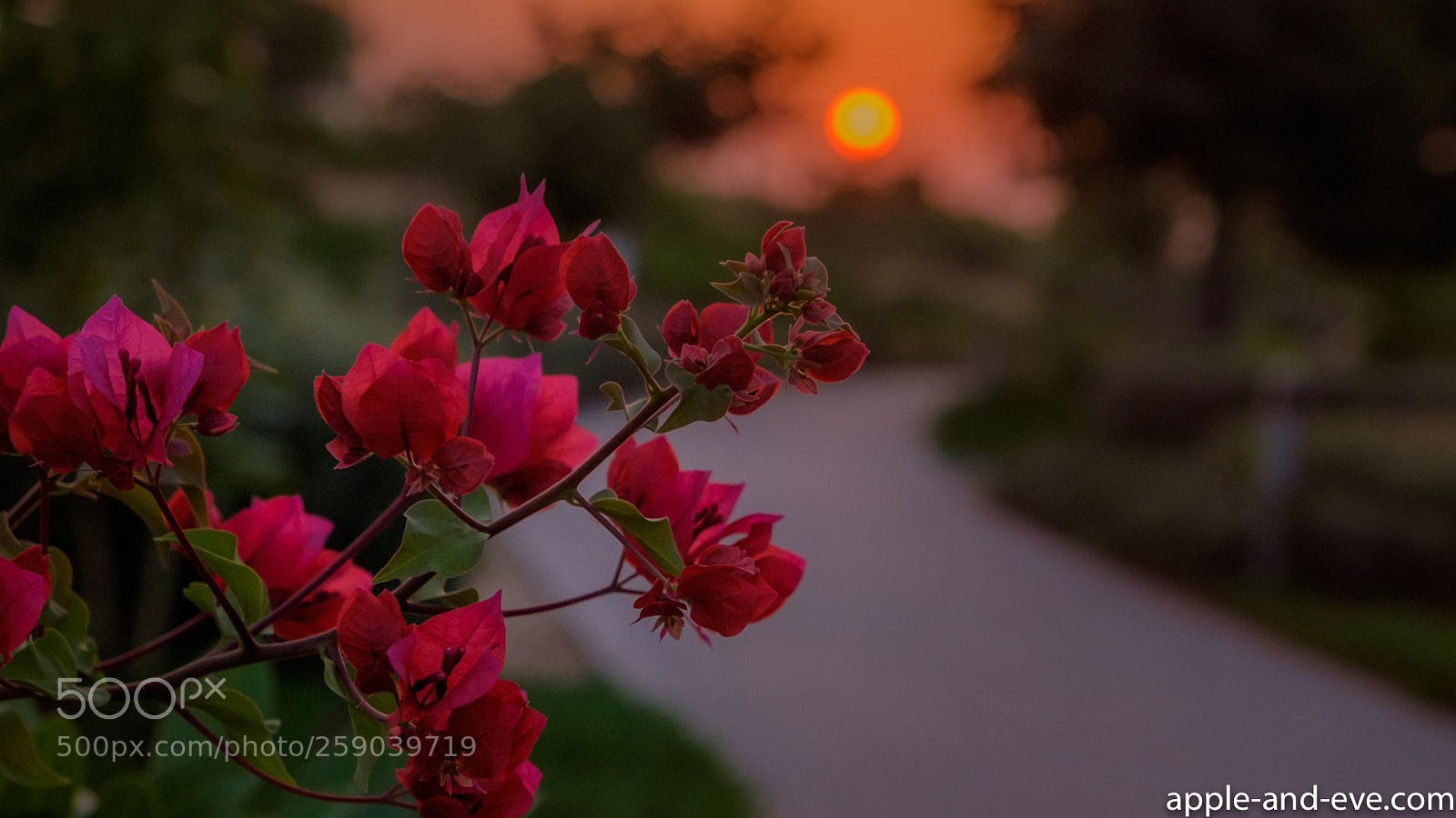 Fujifilm X-T1 sample photo. Bougainvilla  after sunrise photography