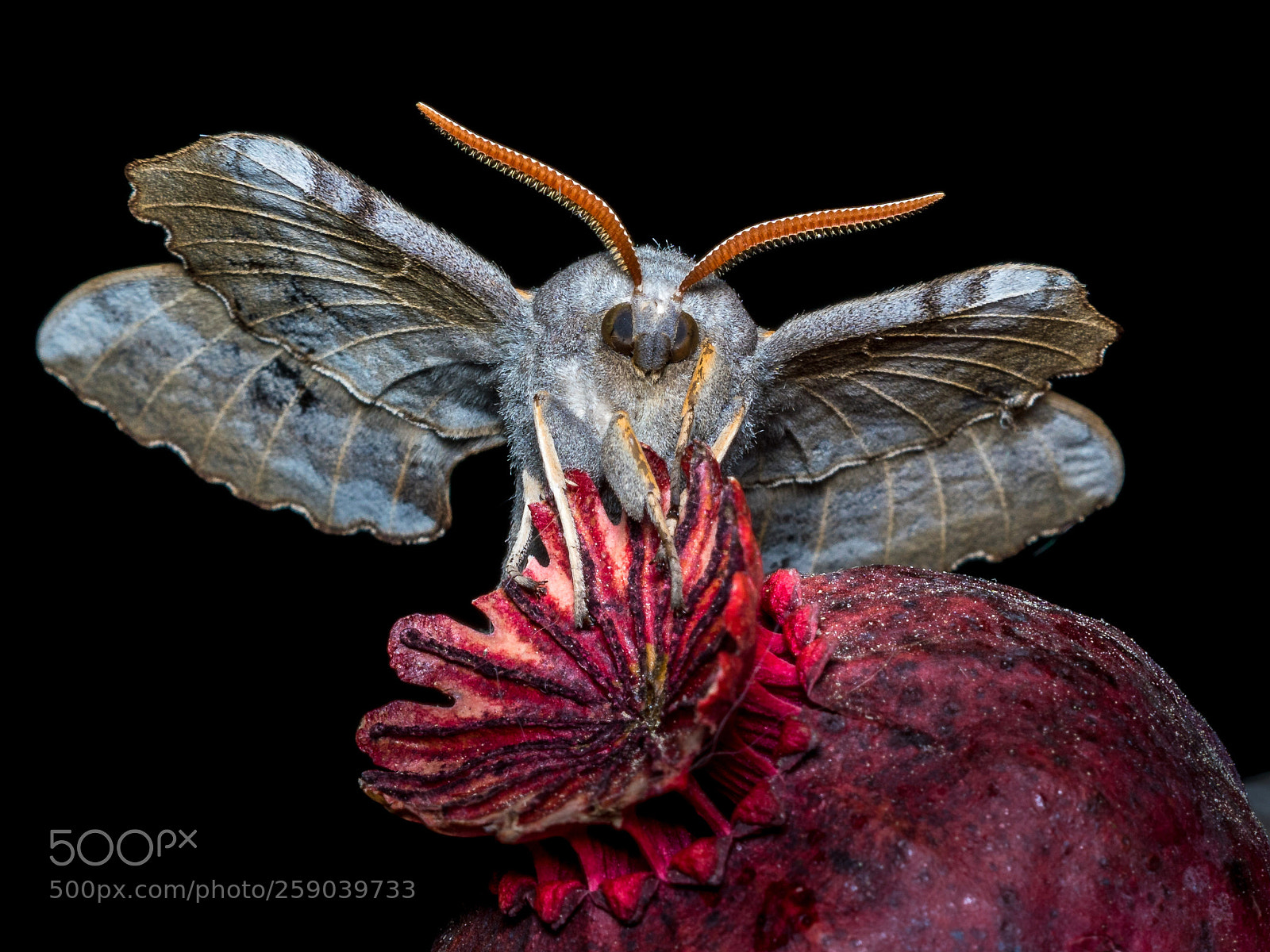 Sony ILCA-77M2 sample photo. Unknown moth 1 photography