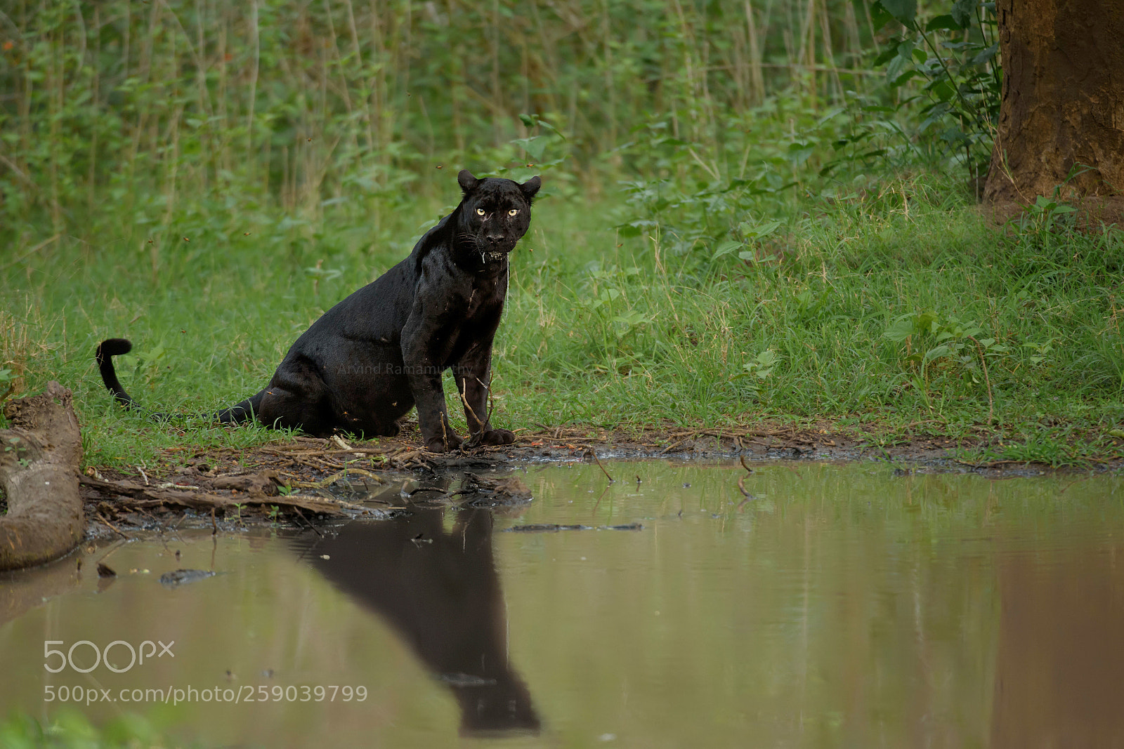 Nikon D750 sample photo. Black panther photography