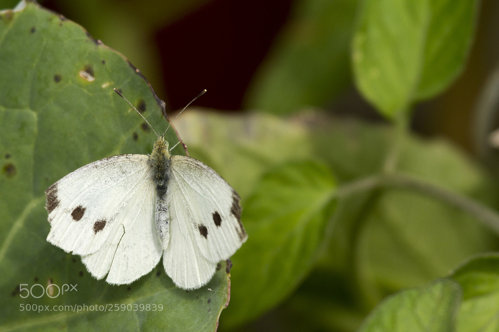 Canon EOS 7D sample photo. Small cabbage white pieris photography