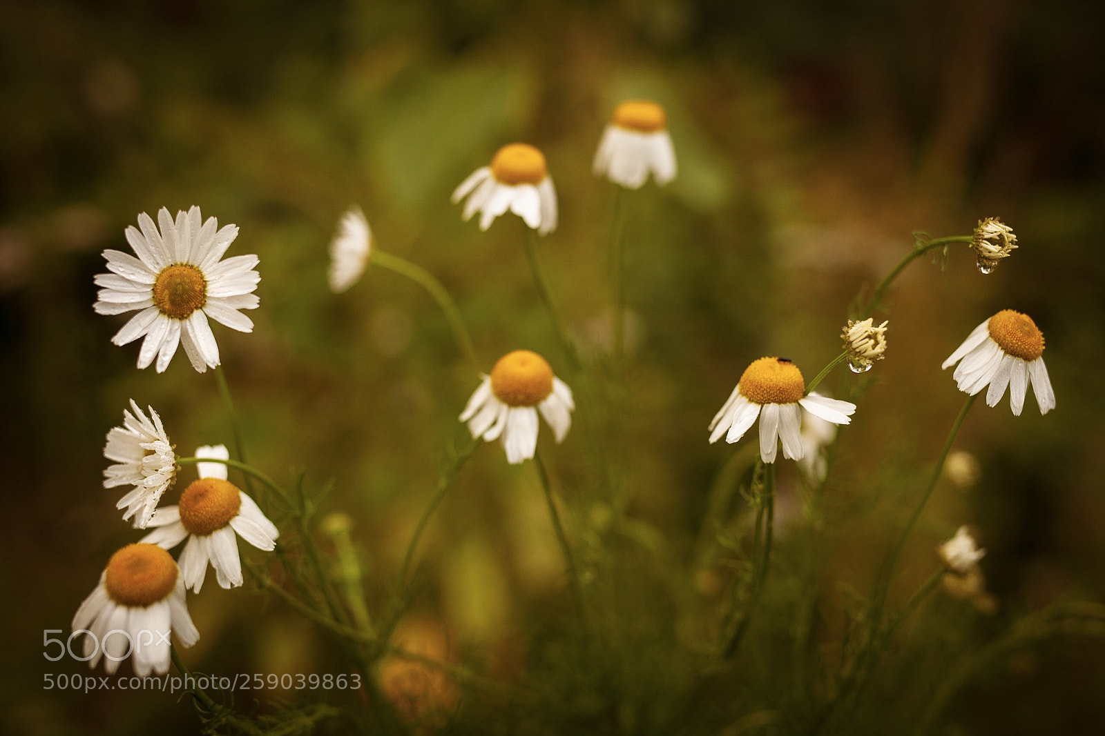 Canon EOS 5D Mark II sample photo. Flowers of summer  photography