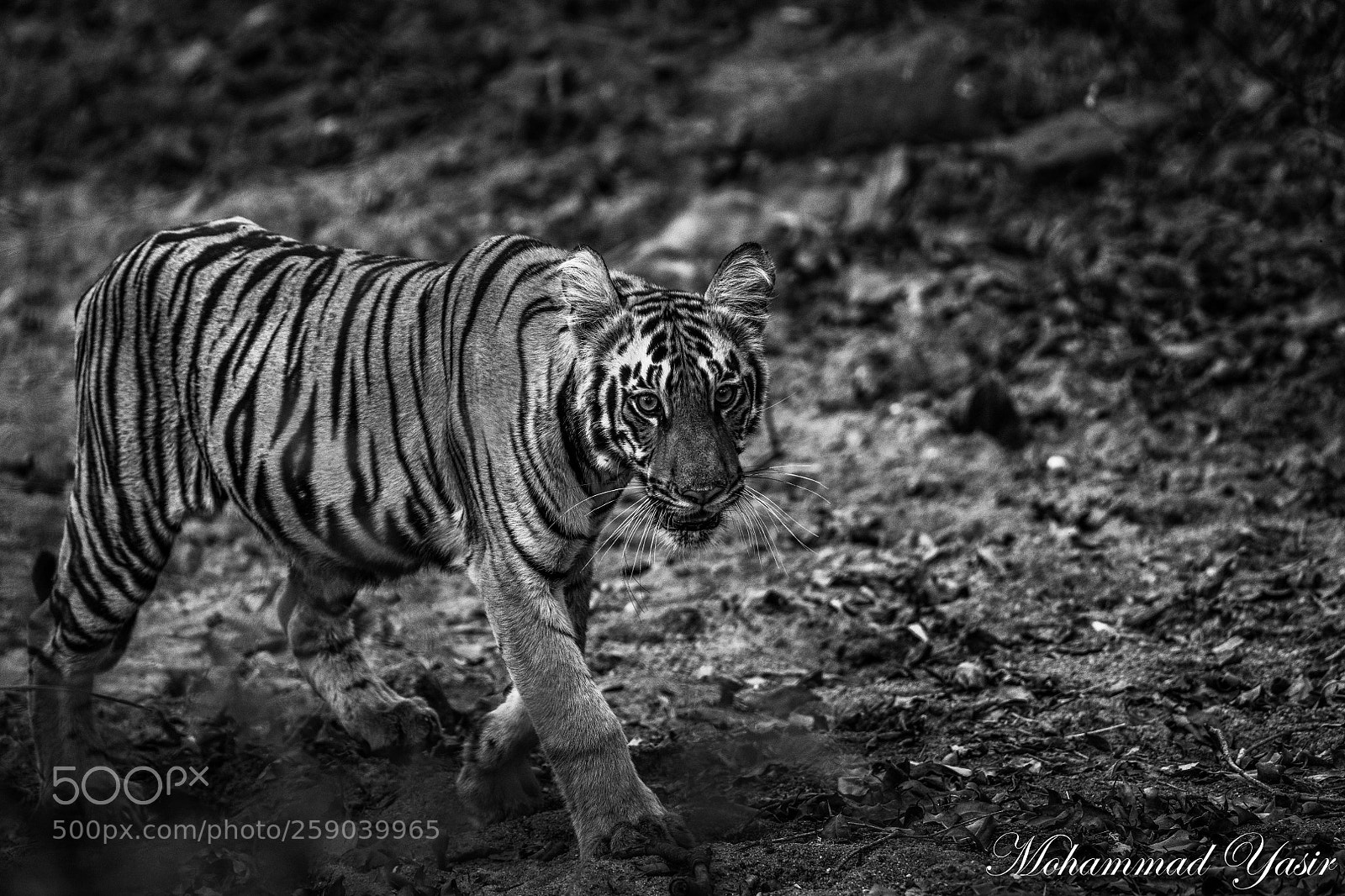 Nikon D850 sample photo. Monochrome cub photography