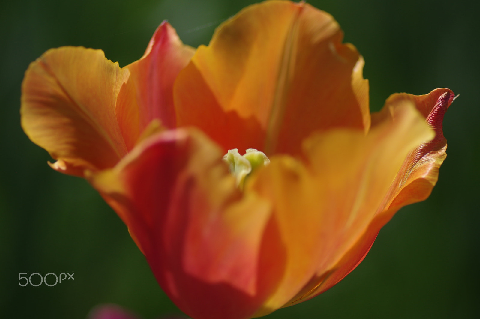 Pentax smc D-FA 100mm F2.8 Macro WR sample photo. Orange tulip photography