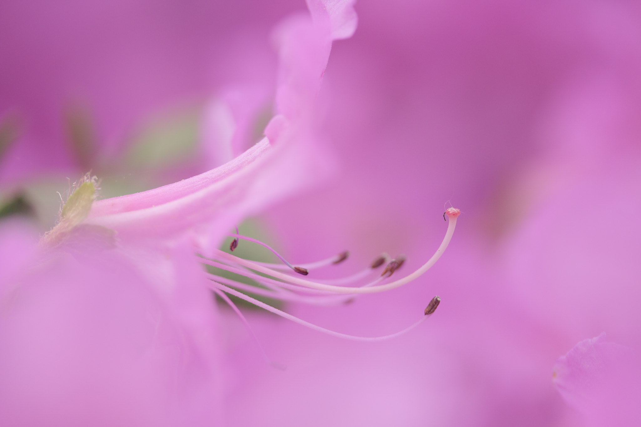 Canon EF-S 60mm F2.8 Macro USM sample photo