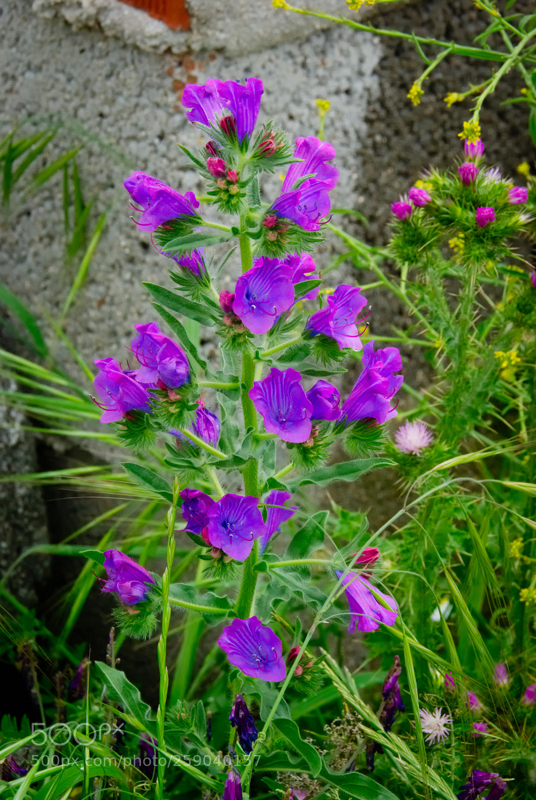 Pentax K10D sample photo. Purple... photography