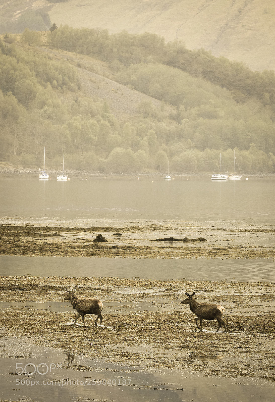 Canon EOS 70D sample photo. Deer on the lake photography