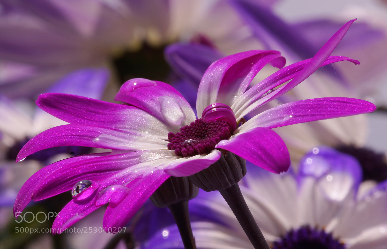 Sony SLT-A77 sample photo. Pink beauty i photography