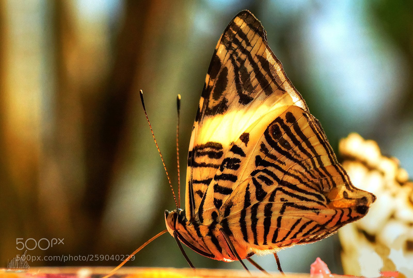 Sony ILCA-77M2 sample photo. Butterfly photography