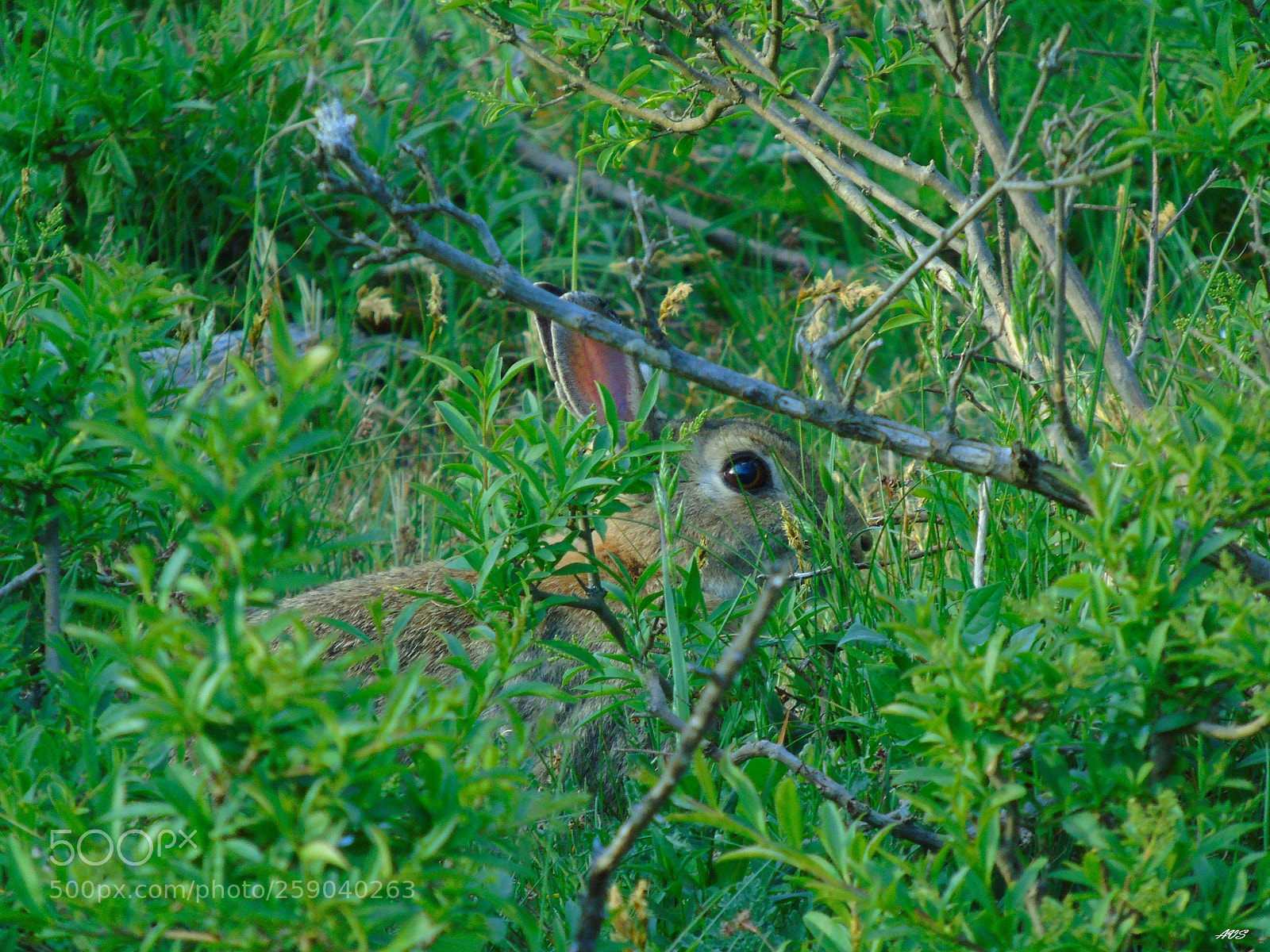Sony Cyber-shot DSC-H400 sample photo. Wild rabbit photography