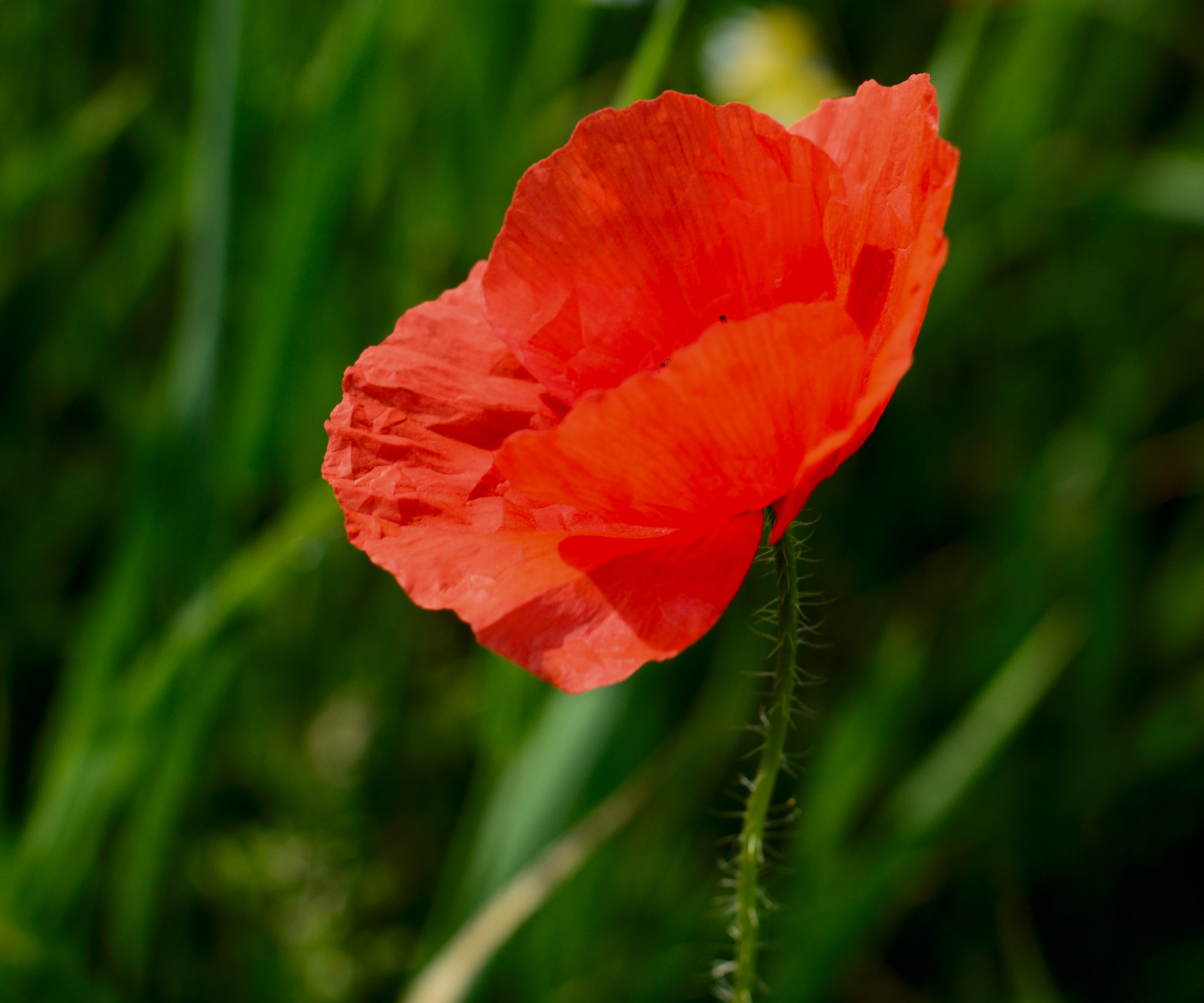 Nikon D3200 + Nikon AF-S Nikkor 50mm F1.8G sample photo. Poppy photography