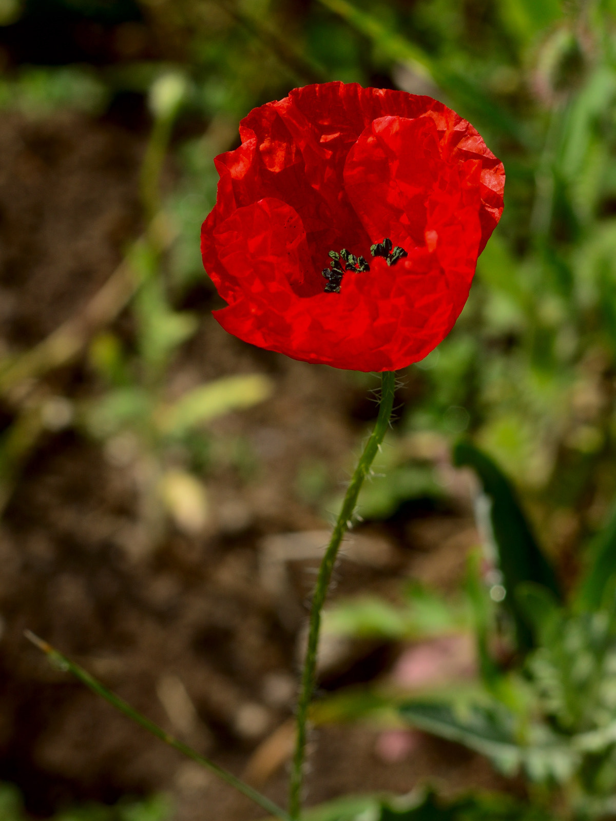 Nikon D3200 + Nikon AF-S Nikkor 50mm F1.8G sample photo. Poppy photography