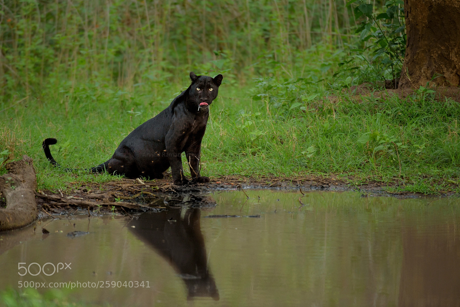 Nikon D750 sample photo. Black panther photography