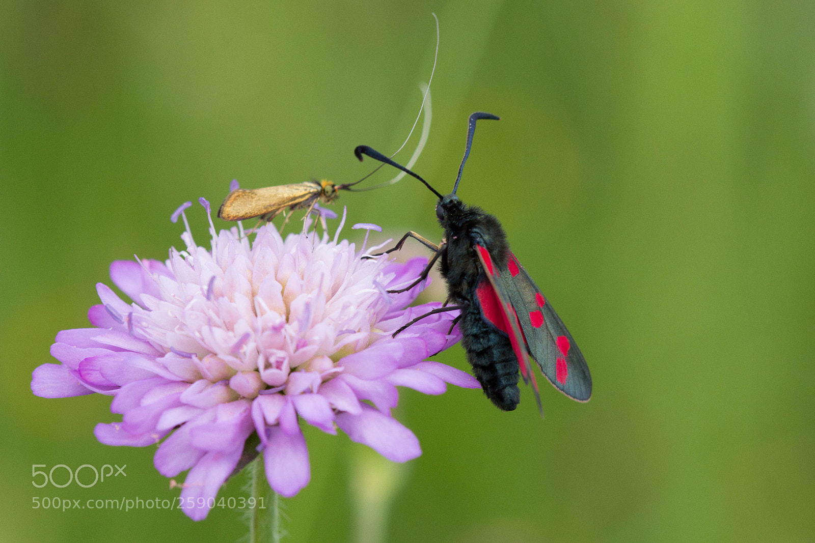 Canon EOS 60D sample photo. Viel betrieb photography
