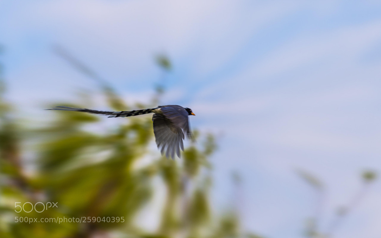 Nikon D810 sample photo. Blue magpie in flight photography
