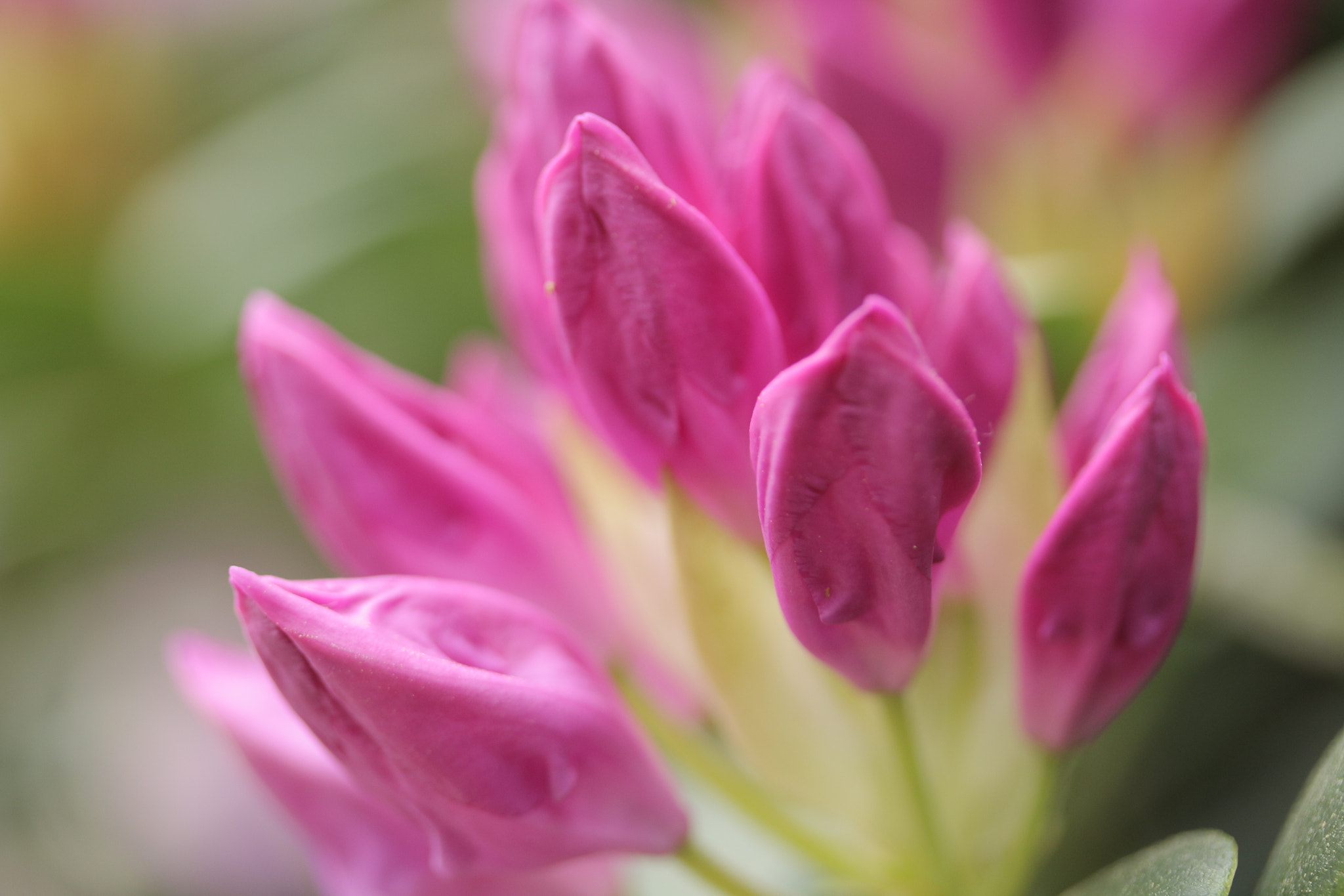 Canon EF-S 60mm F2.8 Macro USM sample photo