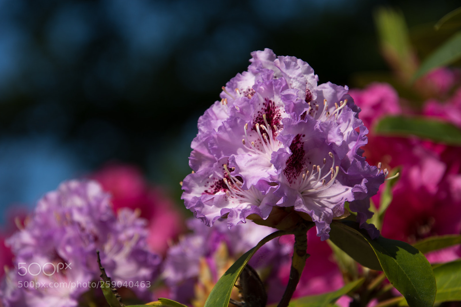 Nikon D7100 sample photo. Rhododenderon color explosion photography
