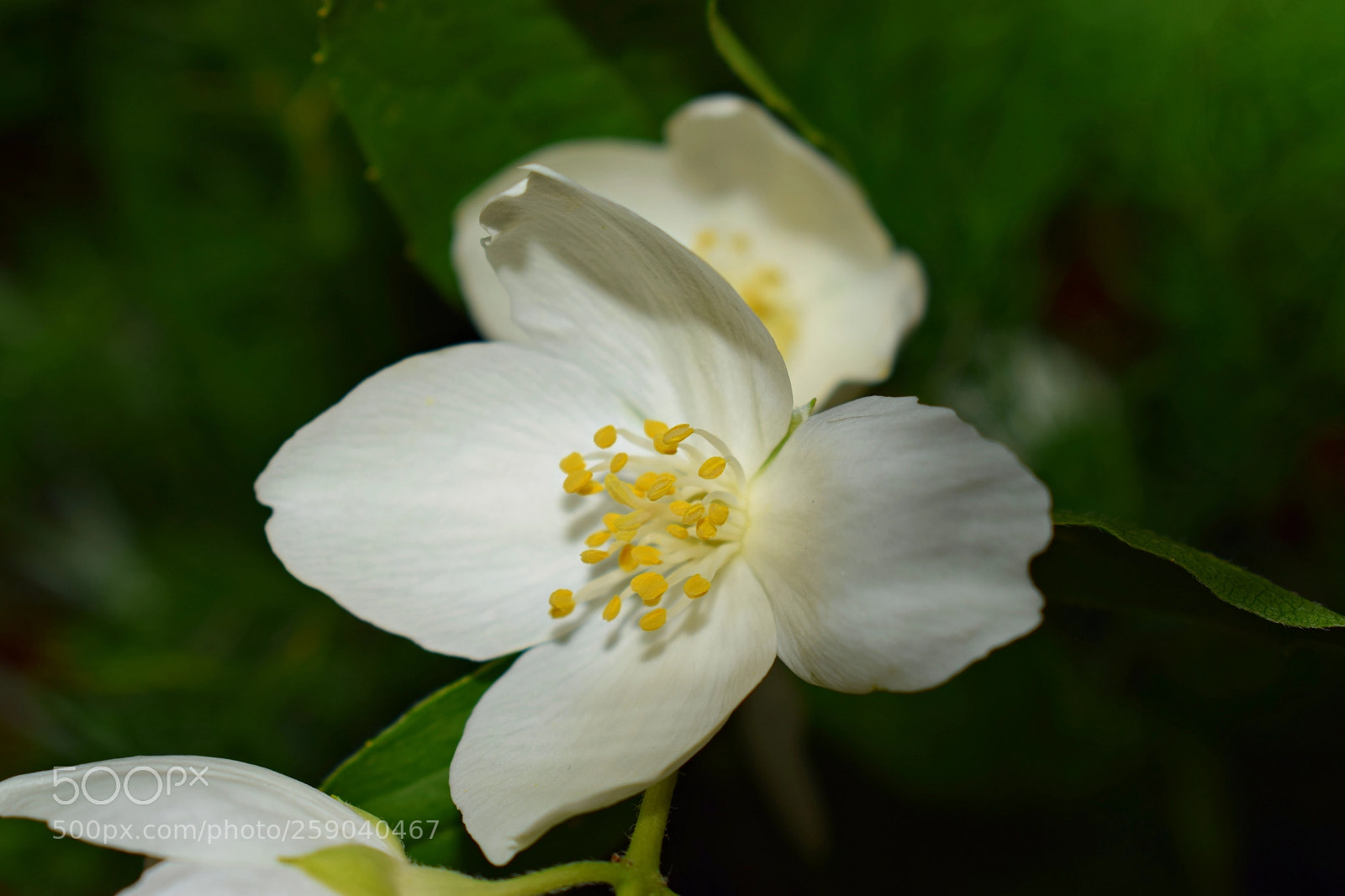 Nikon D5300 sample photo. Blooming photography