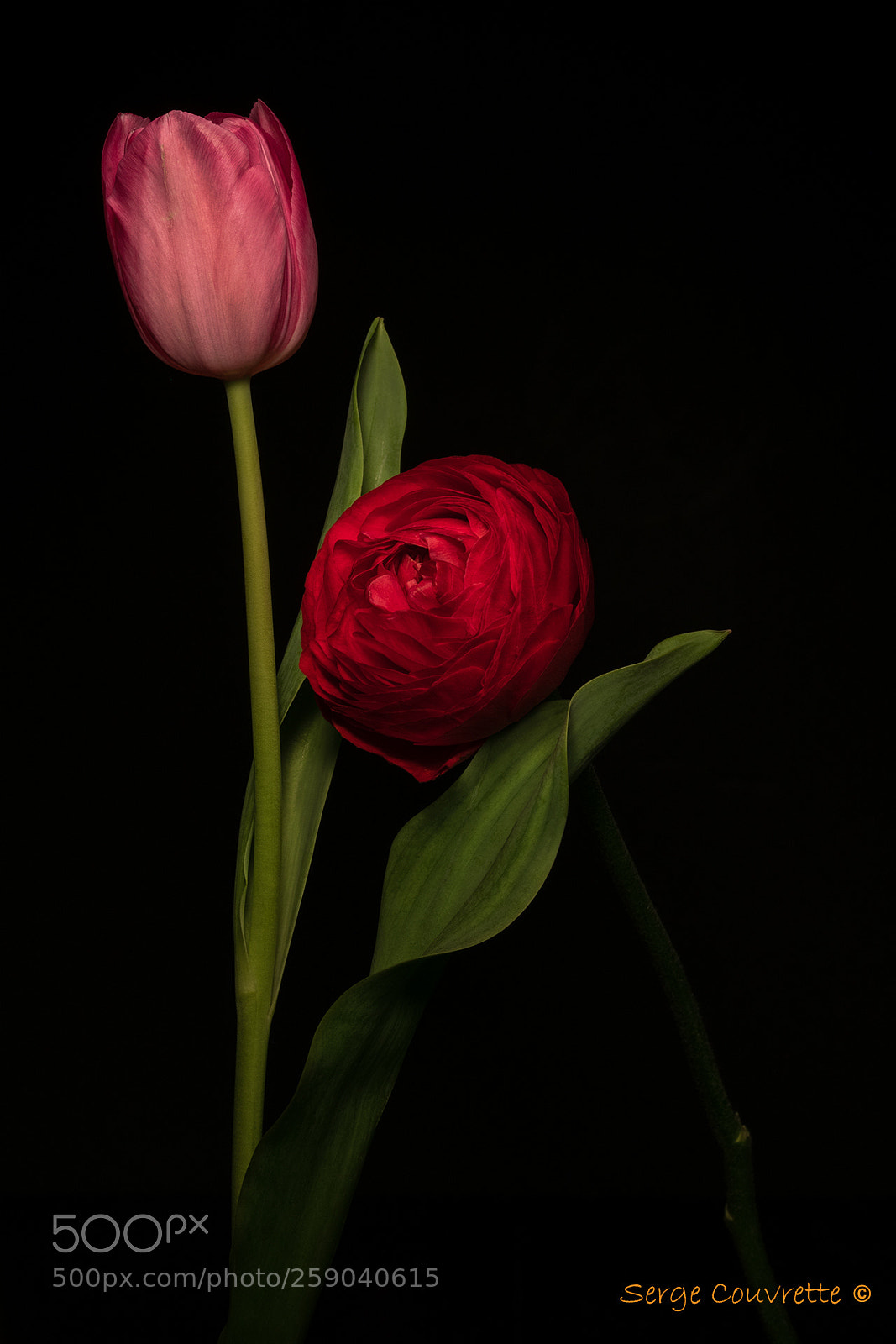 Nikon D750 sample photo. We all need love photography