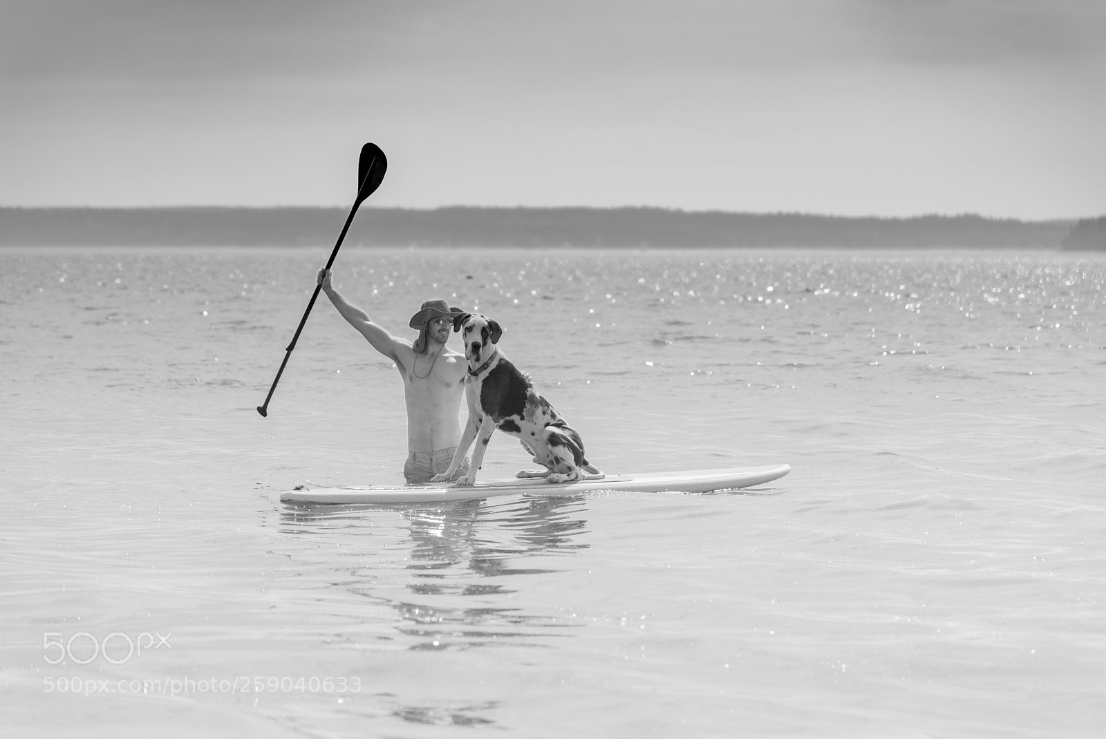 Nikon D750 sample photo. Surfer dog photography