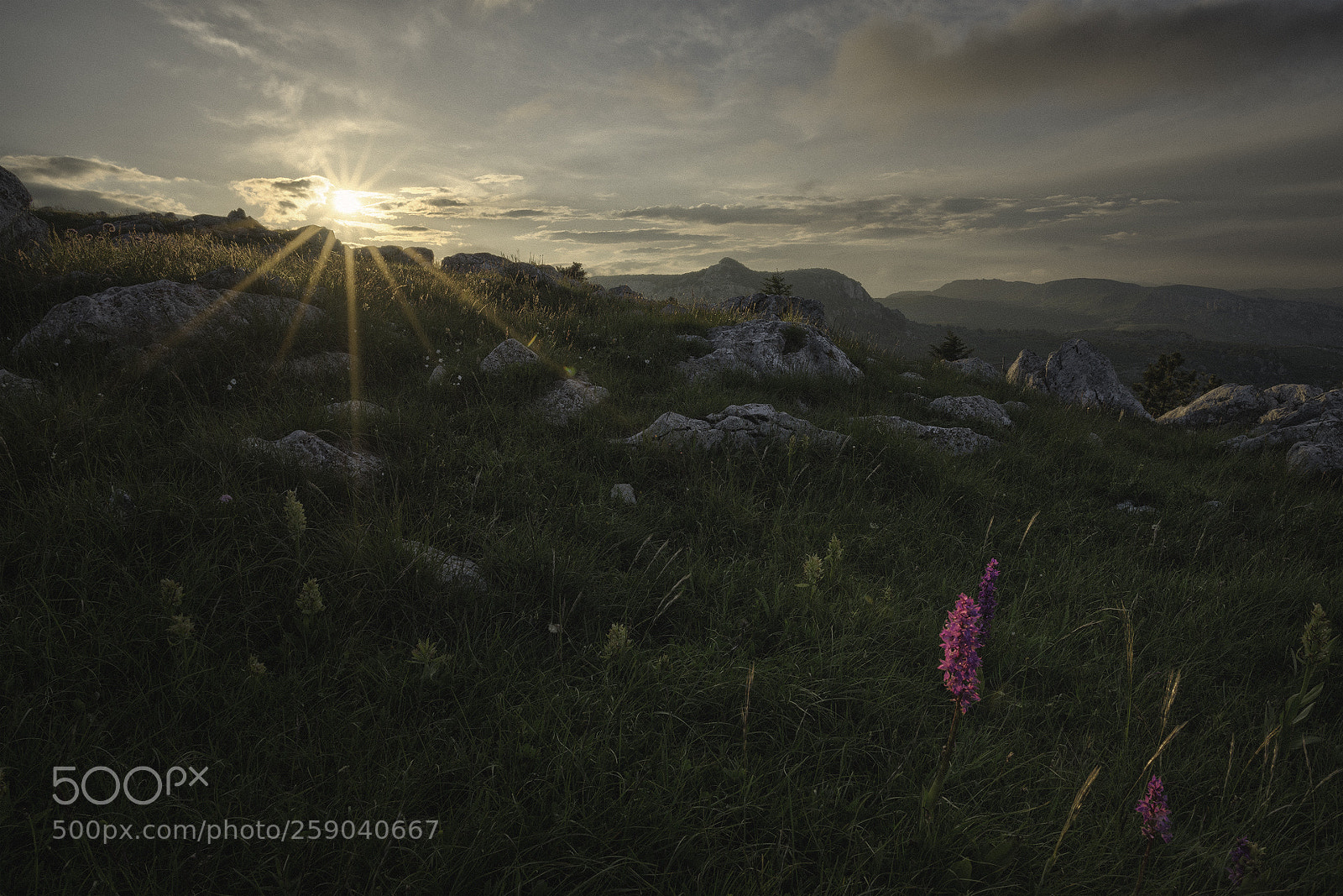 Nikon D750 sample photo. The sun and the photography