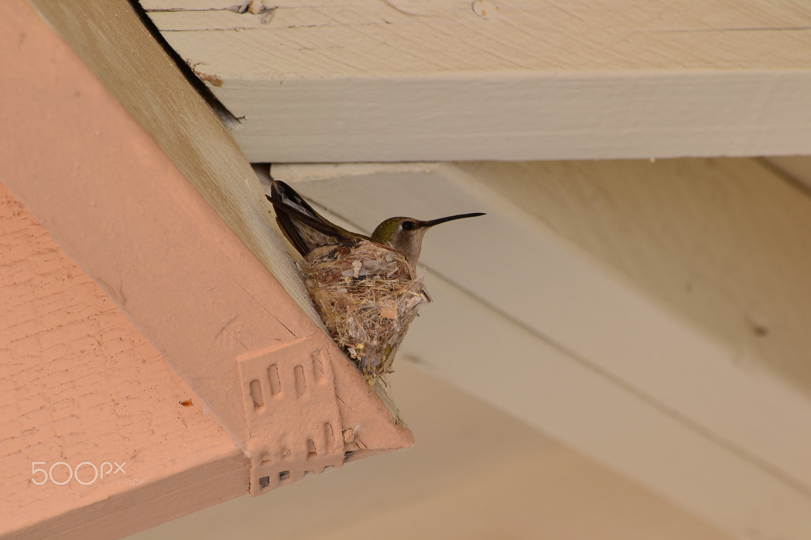 Nikon D3100 sample photo. Nesting photography
