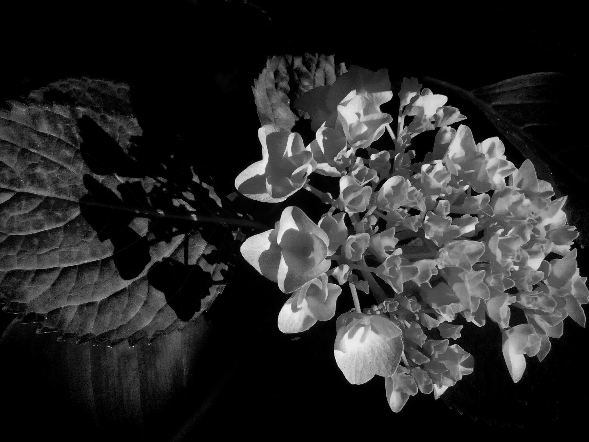 LG BELLO II sample photo. Primavera in b&w #7 photography