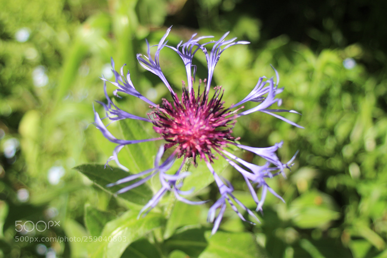 Canon EOS 100D (EOS Rebel SL1 / EOS Kiss X7) sample photo. A mountain cornflower photography